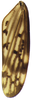 Forewing on Coarctana nigromedia Domahovski & Cavichioli, 2023: Male holotype [DZUP]: forewing. (Observation).