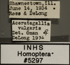 Other: !! display not done !! on Aceratagallia (Aceratagallia) vulgaris Oman, 1933: Labels - light. lighter colored specimen. (Observation).