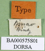 CollectionObject 1501547; 3fcdb708-c150-4dbf-ab08-ee2086bb014a, DORSA BA000575S01: labels (holotype). (CollectionObject).