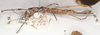CollectionObject 1558490; aee7fa2c-e916-40b5-aa39-dca83fa57817: copyright UMO. female, lateral view (holotype). (CollectionObject).