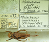 CollectionObject 1498693; 9eac8be5-1853-41f0-a43a-dc098e6bacb8: male with labels, dorsal view. (CollectionObject).