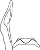Stylus on Elabra eburneola (Osborn, 1928): Stylus. (Observation).