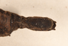 CollectionObject 1558327; 45bf53db-00d5-45bb-a9c7-959fe31a0a00: copyright OUM. female: end of abdomen, dorsal view (holotype). (CollectionObject).