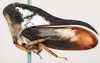 Habitus, lateral view on Bulbauchenia bakeri (Funkhouser, 1915): (Observation).