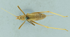CollectionObject 1531870; 1d0f0300-54ba-421f-a28d-7fb3256723c3: female habitus, dorsal view (holotype). (CollectionObject).