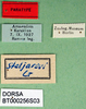 CollectionObject 1566690; 3bafc14c-3a4c-4c36-b12f-a605909ae518, DORSA BT000256S03: labels (paratype). (CollectionObject).