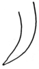 CollectionObject 1522453; 28e5c33a-140b-4e9a-b1f7-680364929450: Fig. 12 (after type of A. pseudosphex). male right cercus, dorsal view. (CollectionObject).