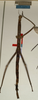 CollectionObject 1561167; NMW 863, e57cf584-51e6-4851-9680-1c2022fd5ef0: copyright NMW, Vienna. female of synonym Pharnacia spectabilis (holotype). (CollectionObject).