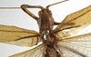 CollectionObject 1529784; 023177d5-847d-4548-a886-37a382c03b00: male stridulatory apparatus (holotype). (CollectionObject).