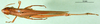 CollectionObject 1501372; 91457f59-dadf-4b7e-be6a-da1f8f6afe49: female, dorsal view (lectotype of Tristria suturalis). (CollectionObject).