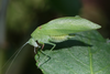 Lunidia viridis Hemp, 2010: male (on Agauria, raised from nymph). (Otu).