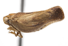 Habitus, lateral view on Euhyloptera corticalis Fennah, 1945: (Observation).