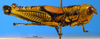 CollectionObject 1567401; e305e013-b331-4a55-84f9-9159868fe0b3: female, lateral view (syntype). (CollectionObject).