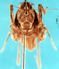 CollectionObject 1505426; 2a9a4f43-b703-4611-a487-dd95de7e47de: female, frontal view (paratype). (CollectionObject).