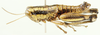 Philocleon nigrovittatus (Stål, 1875): male (holotype?). (Otu).