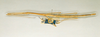 CollectionObject 1558004; 8694633a-6ed6-4772-b99b-67cdfb52fad6: copyright O. Zompro. female (paratype). (CollectionObject).