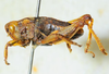 CollectionObject 1498699; 030eafed-5045-4cf5-b2b3-b3cec72c93da: male, lateral view. (CollectionObject).