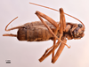 CollectionObject 1538203; e6f98e22-125d-4cb4-a4b1-cfdf41af46f6: male, ventral view (holotype). (CollectionObject).