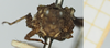 CollectionObject 1517993; 6e033e59-6a2b-47e9-a34a-f11c4343a50a, NHMUK10924559: male, frontal view (holotype of Tettix misera). (CollectionObject).