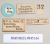 CollectionObject 1562186; a63acc98-9c60-4a9c-8f85-f0067c7ff579: copyright Natural History Museum, London. male, data labels (syntype). (CollectionObject).
