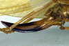 CollectionObject 1502645; 349d42c0-d7fb-4d79-9692-612153714915: ovipositor (syntype). (CollectionObject).