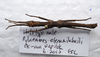 CollectionObject 1576540; 166bbf0c-1571-4f64-ad4b-cdfd8b19199e: copyright ZRC, Singapore. male, dorsal view (holotype). (CollectionObject).