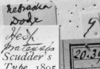 CollectionObject 1564558; NMW 20.397, 3e9f174d-3fb8-47cd-9e33-7a2f5bc37195: Image Carbonell, C.S. labels (paralectotype). (CollectionObject).