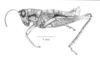 Robustusacris balzapambae (Rehn, 1913): Fig. 4A. male, habitus. (Otu).