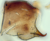 Pygofer, lateral view: (Observation).