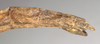 CollectionObject 1562047; NMW 1068', a7ca75d3-cb21-4736-b250-1377476d9faf: copyright NMW, Vienna. female: end of abdomen, lateral view of synonym Sosibia dubia (syntype). (CollectionObject).
