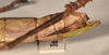 CollectionObject 1558168; 9b29c815-c378-46e4-9318-b7c2e4ddb2f5: copyright OUMNH. female: end of abdomen, lateral view of synonym Diapherodes (Cranidium) serricollis (holotype). (CollectionObject).