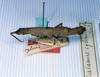 CollectionObject 1561584; 922f2164-314a-4320-9874-408f114d2205: copyright MNHN, Paris. female of Datames cylindripes (lectotype). (CollectionObject).
