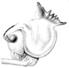 Nicklephyllum acanthonotum (Nickle, 1985): Fig. 2 (after holotype). male head and pronotum, lateral view. (Otu).
