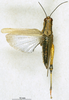CollectionObject 1576332; c0f60e26-6961-477f-b980-05dfd6fa03be: female,dorsal view (paratype). (CollectionObject).