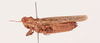 CollectionObject 2052748; NHMUK015982472, 50ac4fe9-cd55-469d-bdce-53d5b2315270: female, lateral view (paratype). (CollectionObject).