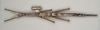 Acanthoderus spinosus (Gray, 1834): copyright ANIC. female, dorsal view (non-type). (Otu).
