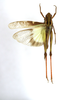 CollectionObject 1594439; 5cec1e40-aed5-4c36-88dd-90e668c48693: dorsal view (topotype). (CollectionObject).