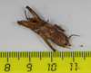 CollectionObject 1575861; 2189e54d-78c3-4ff8-b443-39fcd9981ad0: male, ventral view (holotype). (CollectionObject).