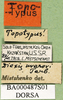 CollectionObject 1502090; ae68093e-88d6-4002-9841-a8186ae75f46: male, label, topotype. (CollectionObject).