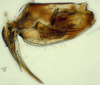 Pygofer, lateral view: (Observation).