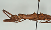CollectionObject 1557491; 95bc6885-bb4f-468a-b81e-b144536c8e95: copyright USNM, Washington. (CollectionObject).