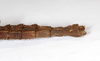 CollectionObject 1559810; b87b6d22-cbb9-4682-9522-e593131d87bb: copyright MNCN, Madrid. (CollectionObject).
