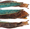 CollectionObject 1598037; a84fb6f3-c815-4ceb-a06a-29cbb1a7d152: copyright RBINS. female, end of abdomen (paratype). (CollectionObject).