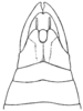 Fig. 3. male abdomen tip, dorsal view. Depicts Cyrtophyllicus chlorum Hebard, 1908, an Otu.