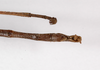 CollectionObject 1557137; b9e8cfd5-2703-4de1-a0f4-5eed5fa3f775: copyright ZMB, Berlin. male: end of abdomen, ventral view (syntype). (CollectionObject).;CollectionObject 1557138; 5fc68556-22dd-4594-bd84-d4e4150cbe92: copyright ZMB, Berlin. male: end of abdomen, ventral view (syntype). (CollectionObject).