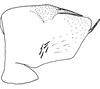 Pygofer, lateral view: !! display not done !! on Zyginama ritana (Beamer, 1934): Pygofer, lateral view. (Observation).