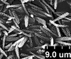 Brochosomes: !! display not done !! on Oncometopia (Oncometopia) orbona (Fabricius, 1798): OM238 | U.S.A., Missouri, Adams Co., near Cranfield | 7/27/1970 | INHS. (Observation).