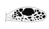 Lamiacris nigroguttata (Scudder, 1875): Fig. 141. tegmen (Tingo Maria). (Otu).