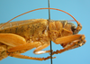 CollectionObject 1539169; UVCO 20715, a6a5ada7-648b-45df-af5a-a36aaebd4b85: MUSENUV - 20715. male lateral view. (CollectionObject).