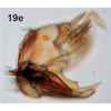 Pygofer, lateral view on Bretega furciverpa Stiller, 2017: Pygofer, lateral view. (Observation).